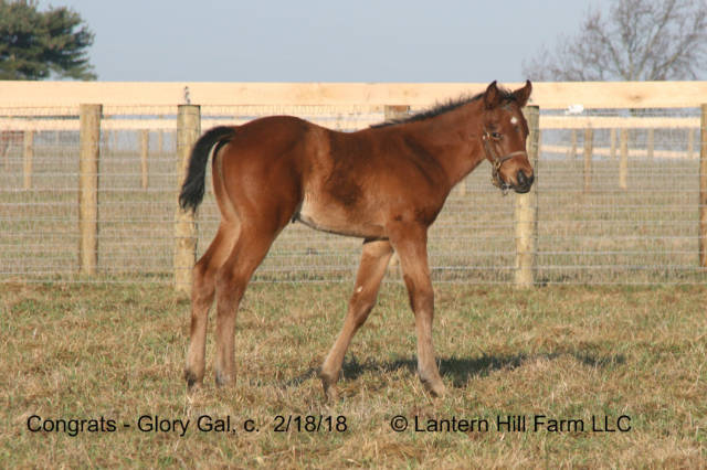 2/19/2018 Glory Gal 18