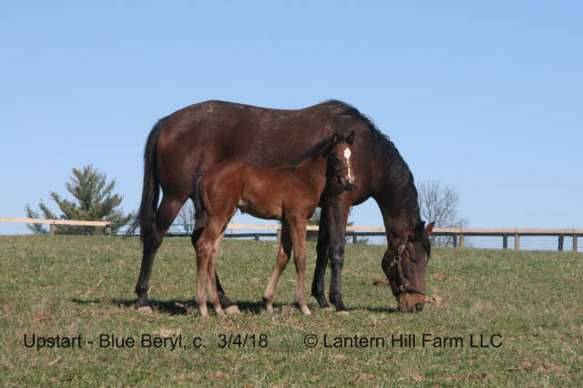 3/5/2018 Blue Beryl 18