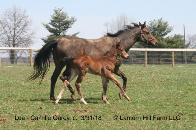 4/6/2018 Camille Garey 18