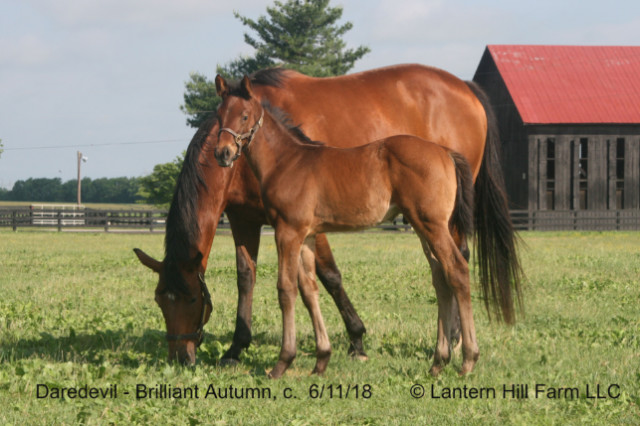 6/12/2018 Brilliant Autumn 18