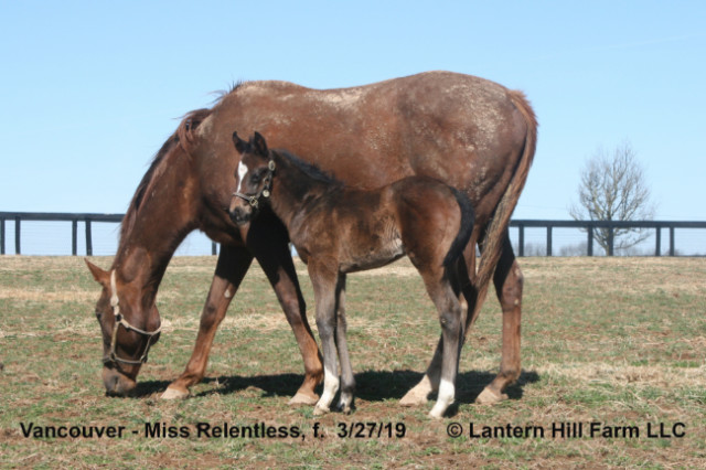 3/28/2019 Miss Relentless 19