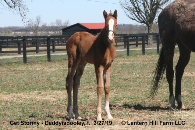 3/28/2019 Daddyisdooley 19