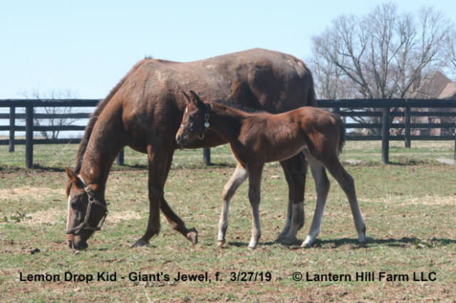 3/28/2019 Giant's Jewel 19