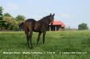 7/15/2019 Mighty Katherine 19