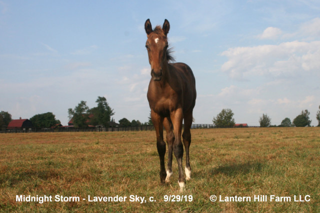 9/30/2019 Lavender Sky 19