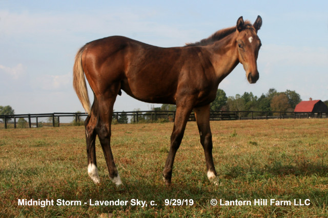 9/30/2019 Lavender Sky 19