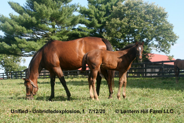 7/13/2020 Unbridledexplosion 20