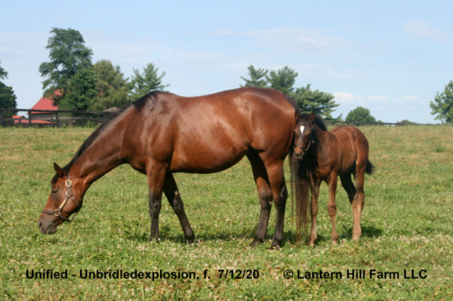 7/13/2020 Unbridledexplosion 20