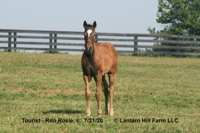 7/23/2020 Run Rosie 20