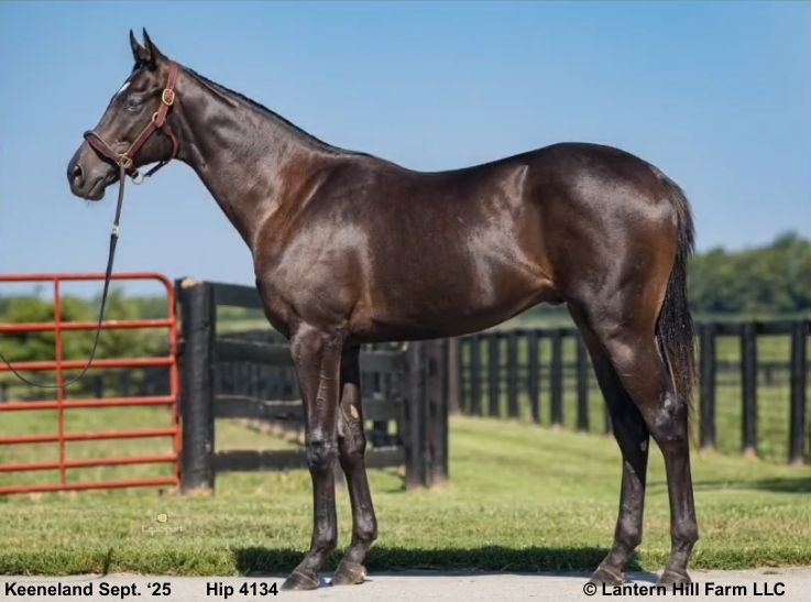 8/22/2025 French Curline '24