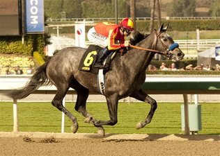 Midnight Hawk wins Sham Stakes - Benoit Photo